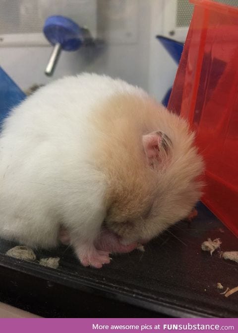 A hamster using his balls as a pillow