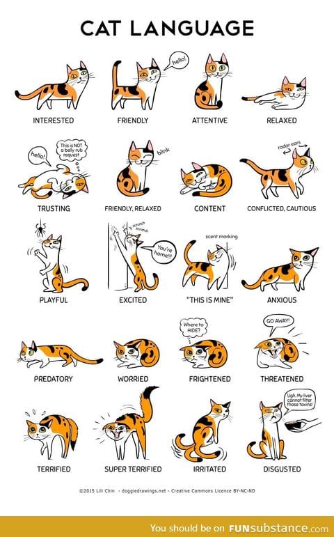 Cat Launguage