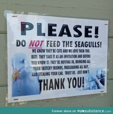 Flock of seagulls was my favorite 80s band
