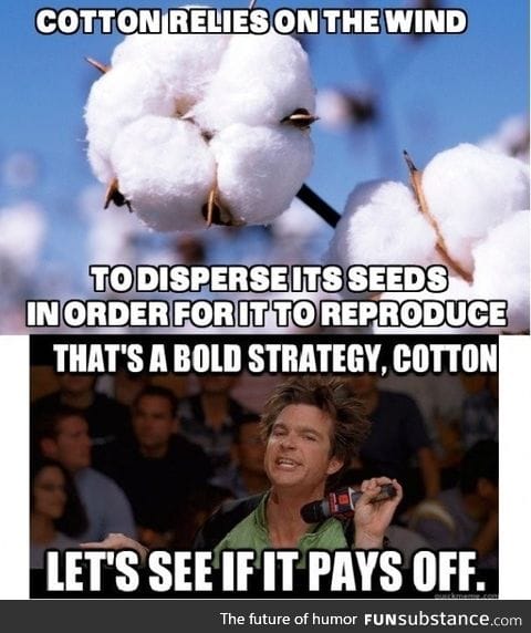 cotton