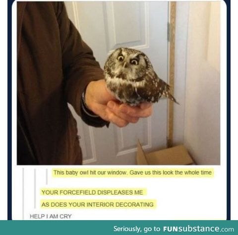 Sassy owl isn't amused.