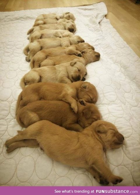 11 two week old golden retrievers