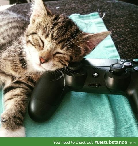 How can I play, if this little guy is always sleeping on there?