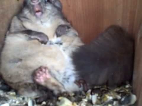 Greedy squirrel ate so much it became too fat to move