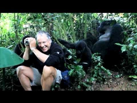 Group of wild gorillas surround a guy and chill with him for a bit