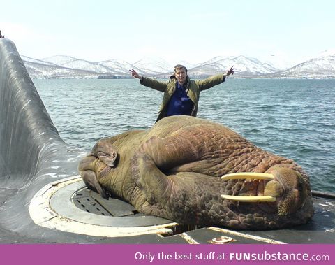 Sleeping walrus on a Russian submarine