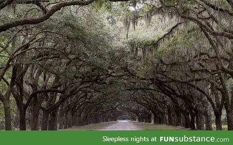 The entrance to an old plantation outside of Savannah Georgia