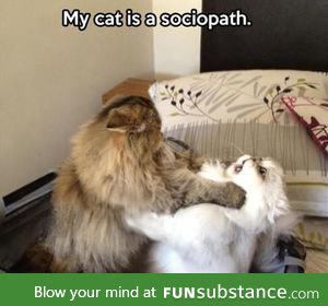 Cat Sociopath