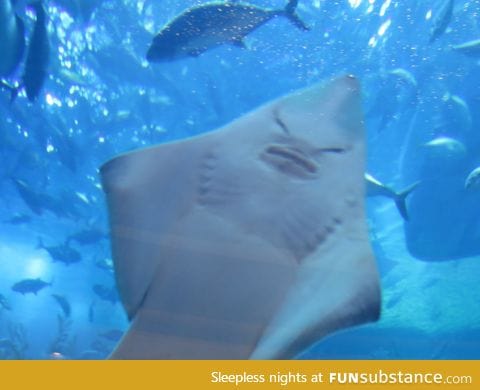 Stingray? Impossibru!