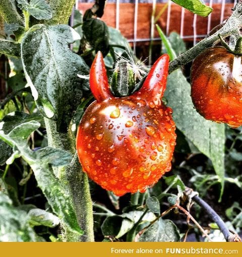 A tomato fit for Satan himself