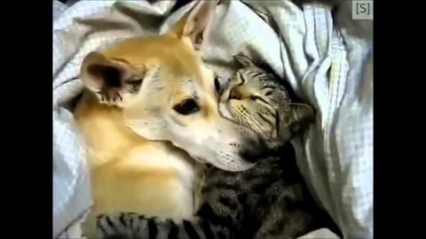 Cats cuddle with Dogs (embedding enabled now)