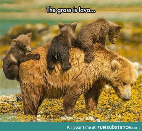 Bear cubs at play