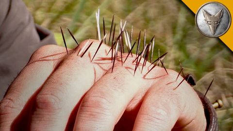 Animal expert purposedly gets quilled by a porcupine for educational purposes