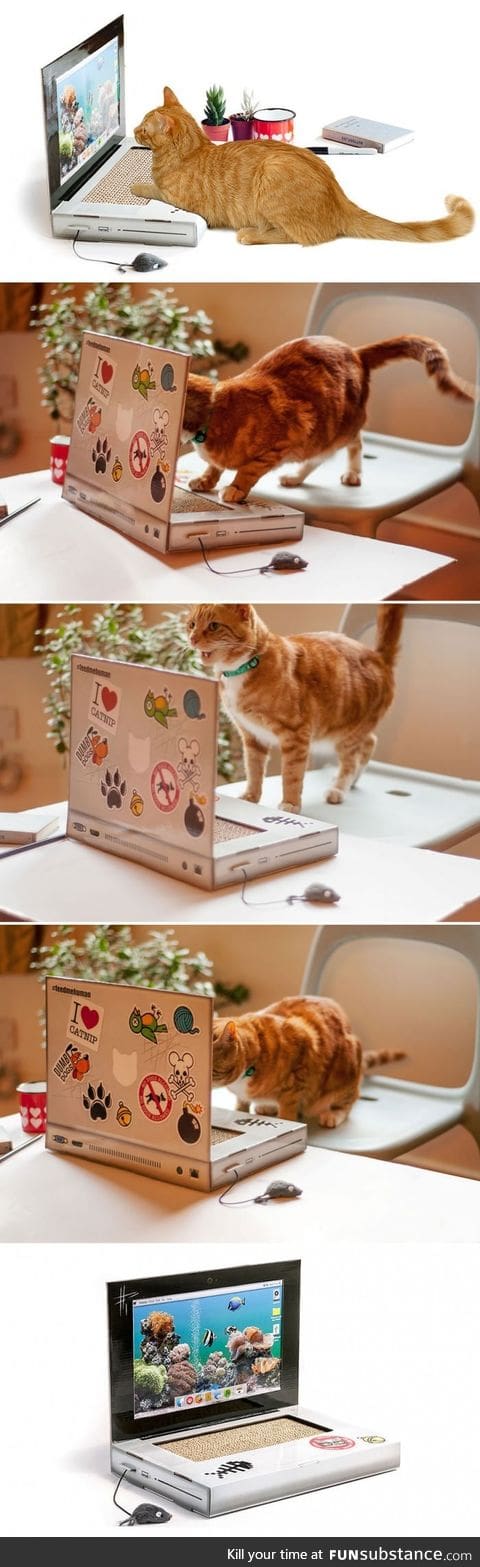 A Laptop For Your Cat So It Won't Destroy Yours Or Your Work