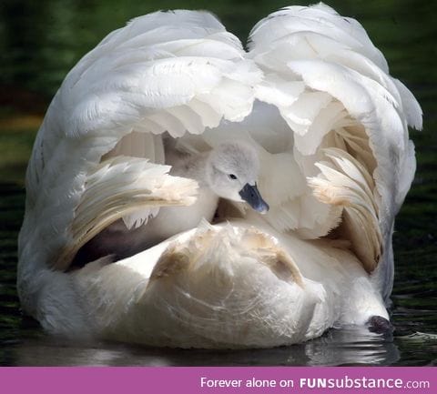 Mother and baby Mute Swans at Abbotsbury Swannery, UK