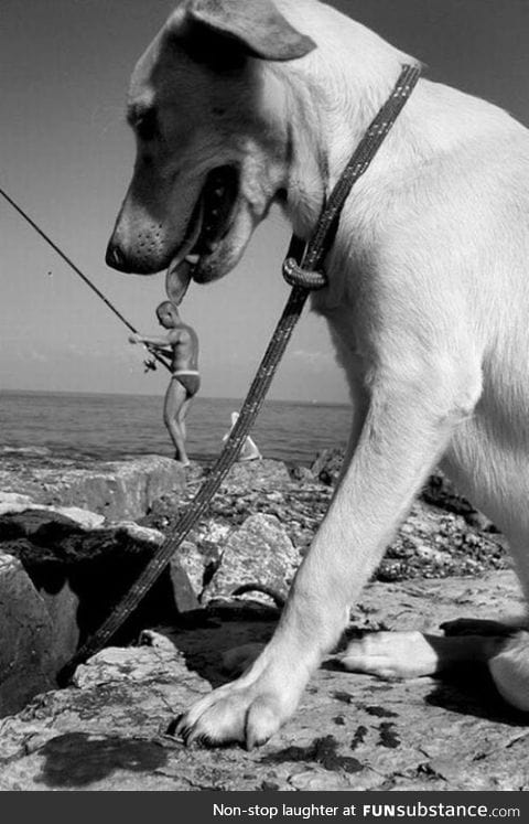 Perfectly timed dog