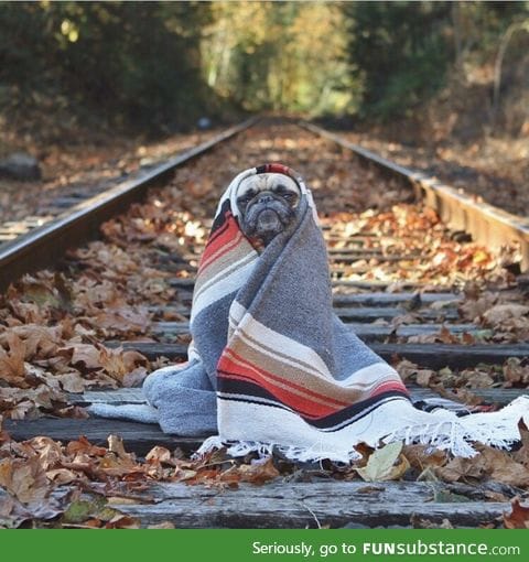 Snug as a pug in a rug looking all smug like a thug