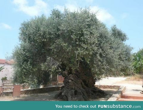 This tree is 3000 years old (Crete, Greece)