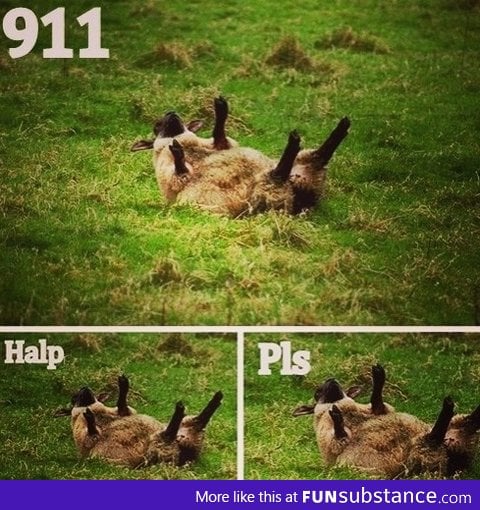 Halp, pls