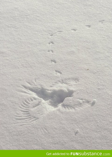 I think a bird fell in the snow and walked away