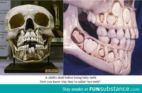 Baby teeth