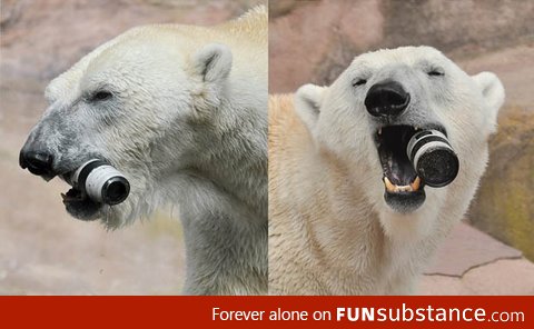 Just a polar bear chomping on a $2100 camera lens