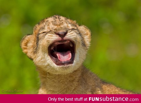 Mid-sneeze