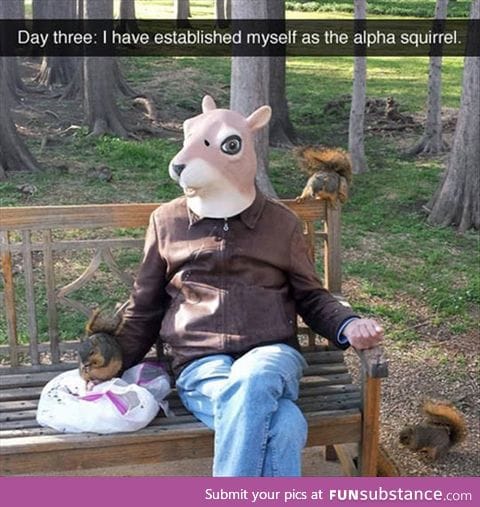 The alpha squirrel