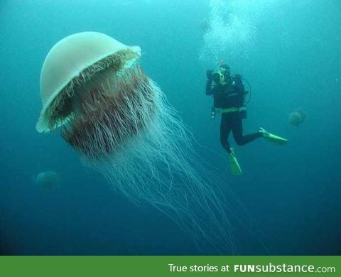 The Lion's Mane Jellyfish, the largest jellyfish in the world.