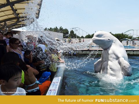 Beluga whales look f*cking weird