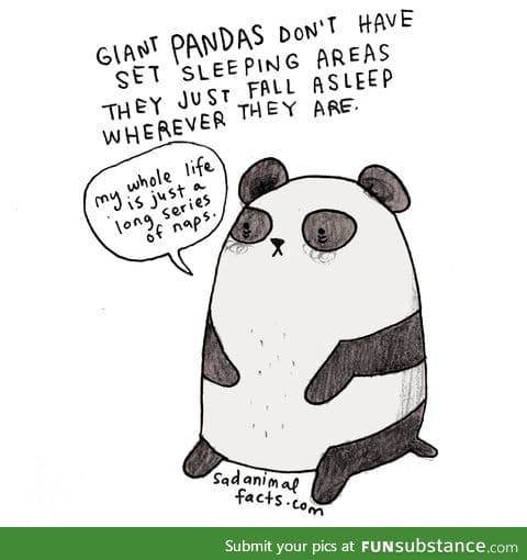 I am a panda