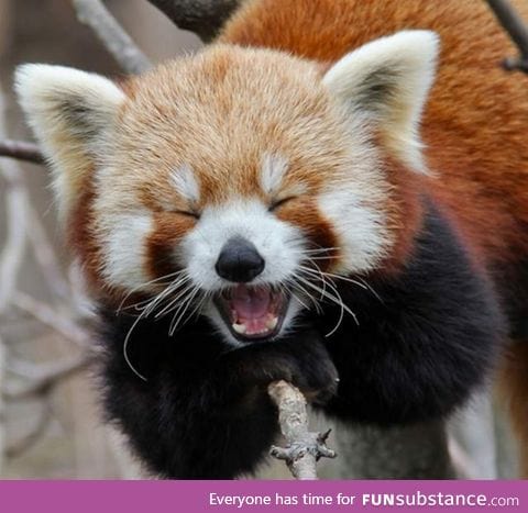 Day 298 of your daily dose of cute: pan pan panda