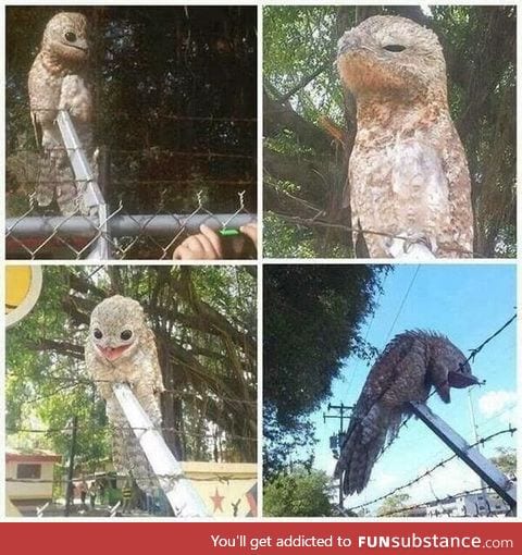Great Potoo's are creepy motherf*ckers