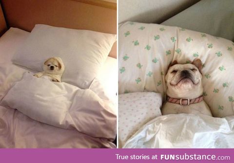 snug as a bug in a rug