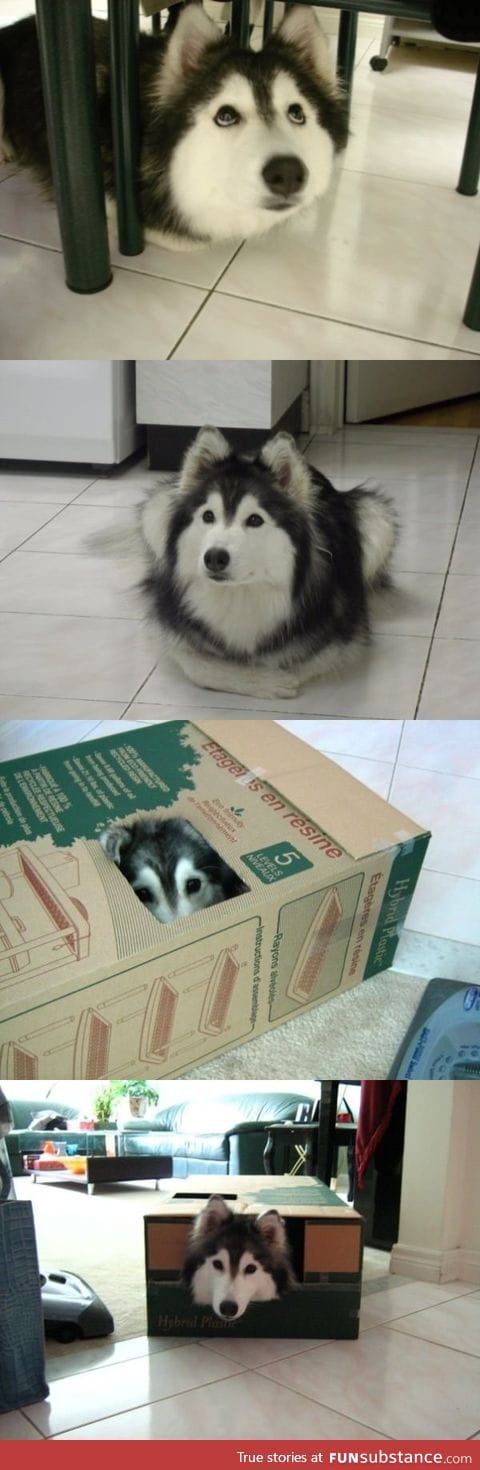 Husky raised by cats