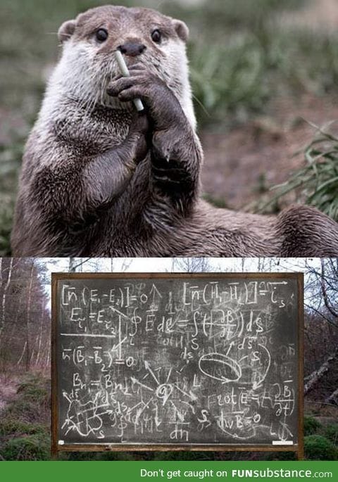 Hmmm, It's Otterly Confusing