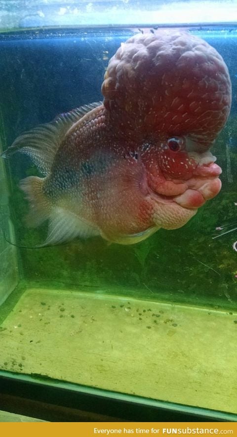 A fish I saw at a pet store