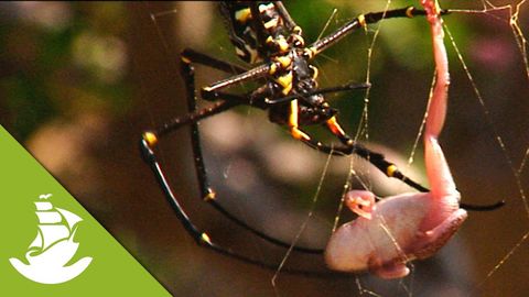 Spider helps free frog from it's web