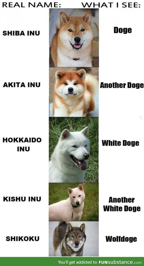 Whenever I see this doge dog