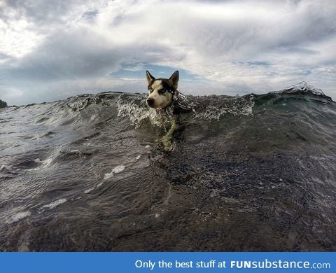 Sea dog