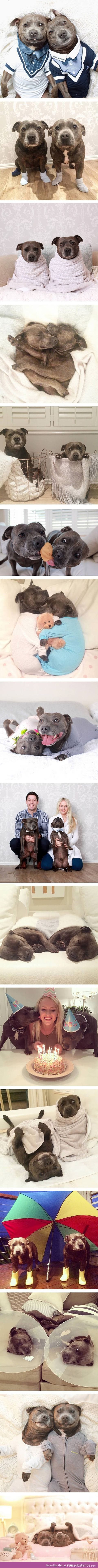 Cutest pit bull brothers ever