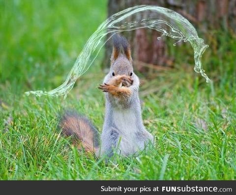 I'm selling a waterbender squirrel, or maybe trading it for a fire/earth bender one