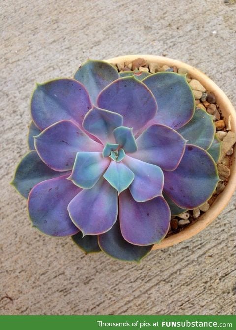 I love succulents