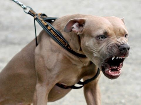 How to stop a dog from attacking you!