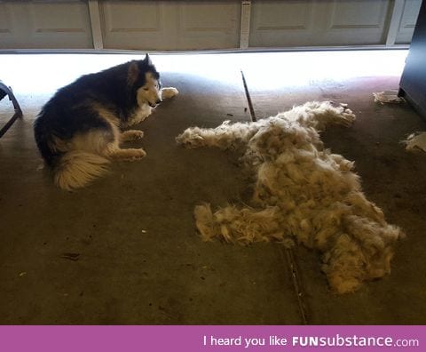 Brush a Husky, get one free