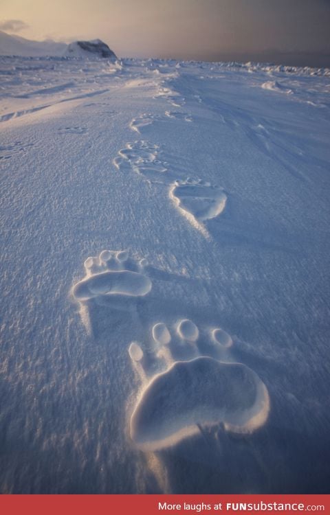 Polar bear tracks