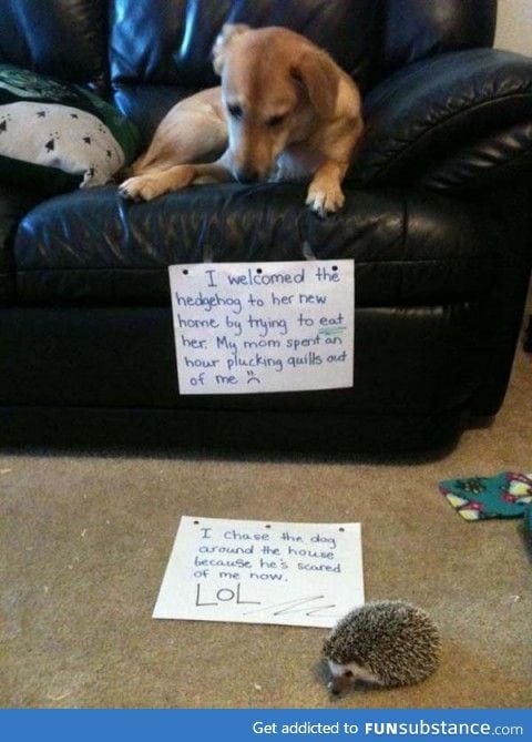 The Dog & the hedgehog