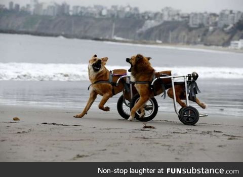 Two paraplegic dogs having a good time at the beach :D