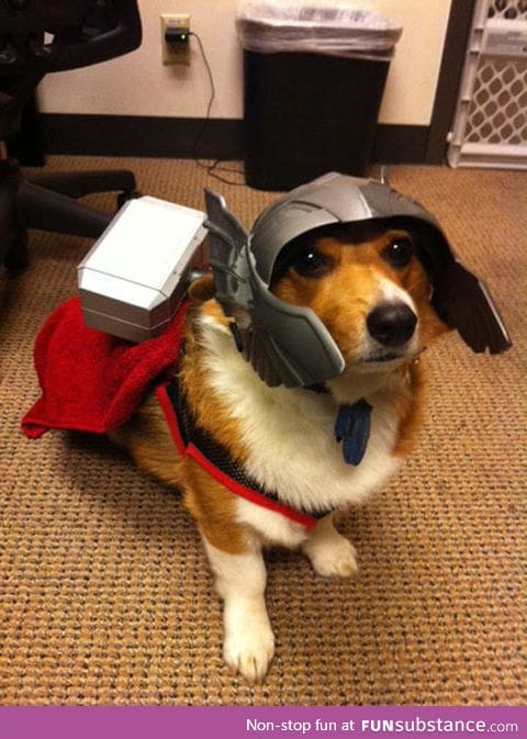 Oh hi, my name is thorgi