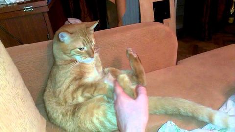 Cat, stop hitting yourself